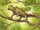 Avicranium