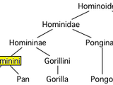 Hominini