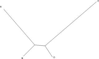 An example of . Branches A & C have a high number of substitutions