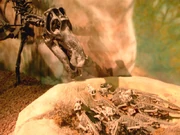 Maiasaura with hatchlings, at the .