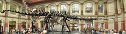 Naturkundemuseum Berlin - Dinosaurierhalle
