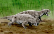 The rhynchosaur Hyperodapedon