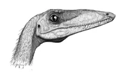 Profile of Coelophysis bauri.