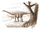 Magyarosaurus