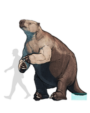 Reconstruction of Paramylodon harlani size