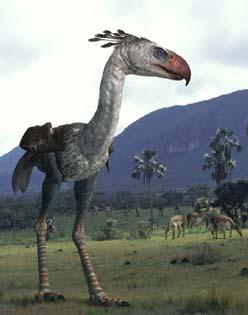 Phorusrhacos