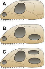 Skull comparison