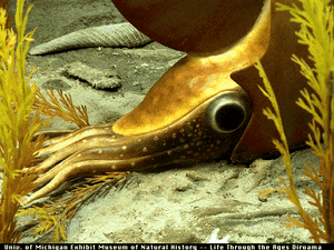 Close up of , a large  ammonite (, , , Hoplitaceae, Placenticeratidae) with a shell diameter of up to 50 cm.  During the , ammonoids were extremely plentiful and diverse. In the  middle background is the siphonal canal of a  shell.  The carniverous neogastropods radiated during the Cretaceous, triggering an arms race among  and other organisms on which they preyed.