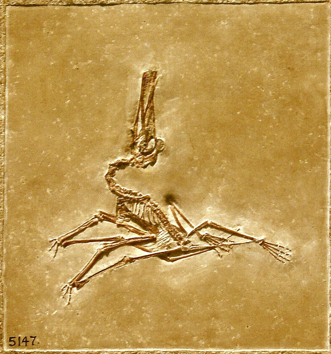 Pterodactyloidea - Wikipedia