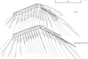 Yalden archaeopterygid wing