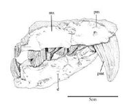 The partial upper and lower jaws of Armadillosuchus.