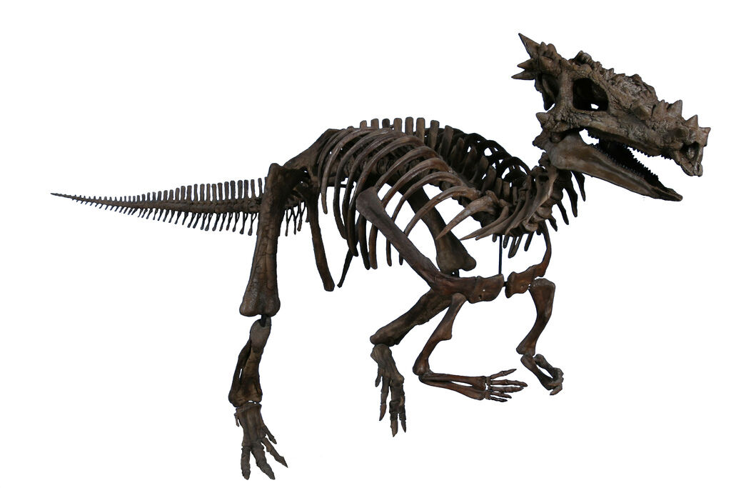 stygimoloch skeleton