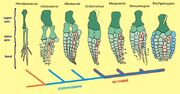 Ichthyosaur flippers3