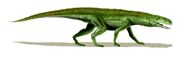 Gracilisuchus BW