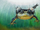 Achiri water frog