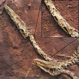 Pneumatic  in the cervical vertebrae of Coelophysis.