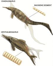 Ichthyosaur swimming backbone