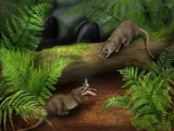 Hadrocodium