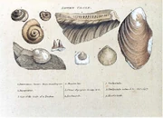 Engraving from William Smith's monograph on identifying strata based on fossils