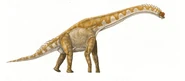 A brachiosaurid sauropod