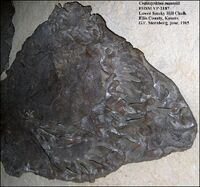 Close-up of the preserved cranium, jaws and teeth of Cretoxyrhina mantelli.