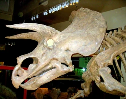 Triceratops side view
