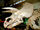 Marginocephalia