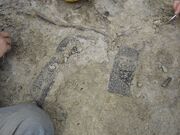  scutes in their original .