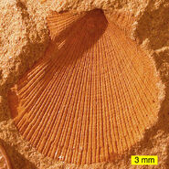 Aviculopecten subcardiformis; a bivalve from the Logan Formation (Lower Carboniferous) of Wooster, Ohio (external mold).