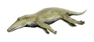 Ambulocetus