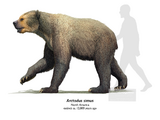 Arctodus