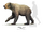 Arctodus