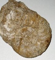 Ammonite