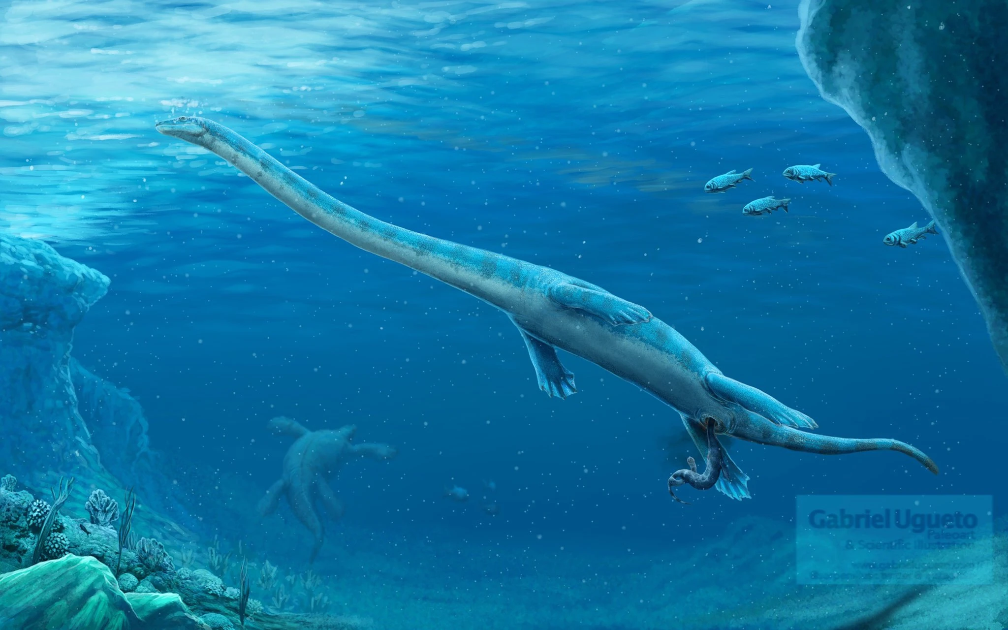 dino13様 Dinocephalosaurus | Fossil Wiki | Fandom
