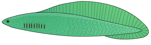 early vertebrates