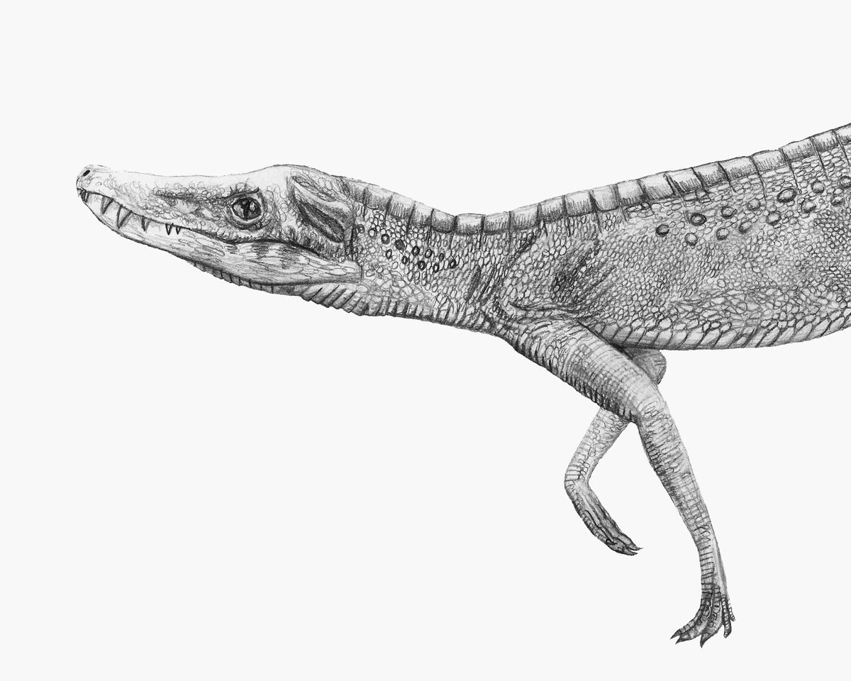 Junggarsuchus Fossil Wiki Fandom