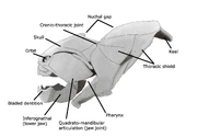 A skull diagram of Dunkleosteus.