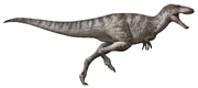 Illustration of Asiatyrannus xui
