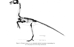 Skeletal 1 Protoavis
