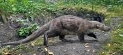 Buxolestes