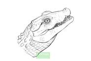 Sketch design of Trilophosuchus rackhami head