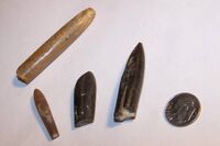 Belmnites