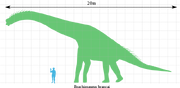 Brachiosaurus scale