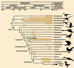 Dino-bird genealogical relationships