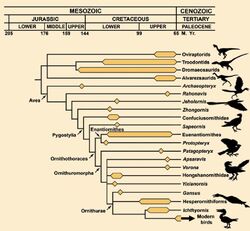 Dino-bird genealogical relationships