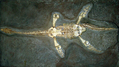 Plesiosaur cast arp