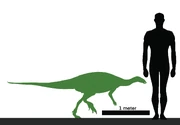 Size of Trinisaura compared to a human