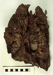 Skull of Crassigyrinus shown in dorsal view.