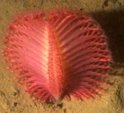 A sea-pen, a modern cnidarian bearing a passing resemblance to 