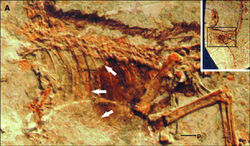 Sinosauropteryx with alleged diaphragm marked